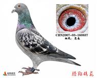 游Ҳ游