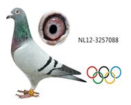 奥林匹克代表鸽