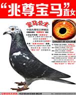 参赛48488羽  ★★兆尊馆第三代核心种鸽之一 ★★ 浏览:5476 次 市