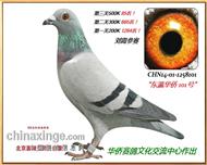 ��孻���101��