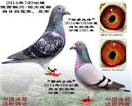 ߰ٹﮔ(dng)՚wځ܊2014