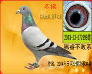 腾睿<em>靓美</em>直女_腾睿鸽业-中信网爱鸽商城