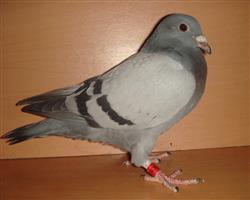 וr