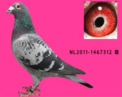 NL11-1467312
