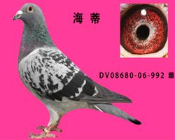 DV06860-06-992