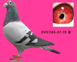 DV01166-07-19