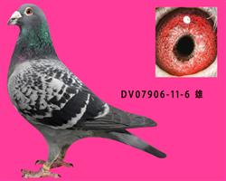 DV07906-11-6