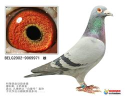 w971