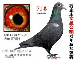 泰山号近亲_三飞鸽舍-中信网爱鸽商城