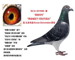晋宝翔 中信网铭鸽展厅 www.ag188.com