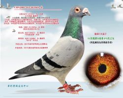 詹森51次直子
