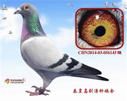 16B52040H