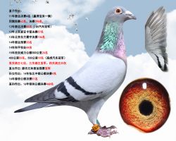 鑫璐473