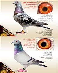 游ĸ