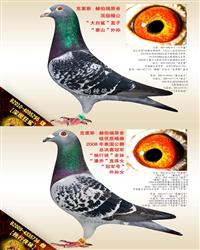 游ĸ