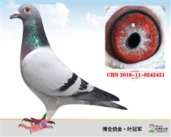 CHN2016-11-0242421