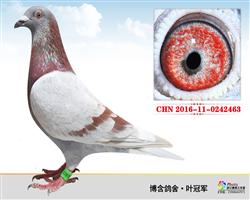 CHN2016-11-0242463