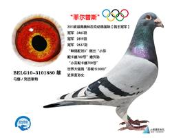 奥林匹克幼鸽国际【鸽王冠军】“菲尔普斯”
