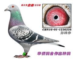 �����019ղɭ���ػ�Ѫ256��