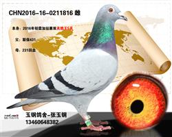 双关鸽王五名孙代