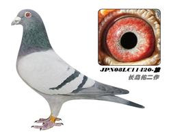 ����11420-��-ɰ��-��