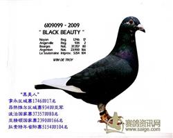 ������Ƭ