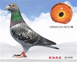 һʿH722