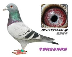 ���������ղɭ019ϵ���ػ�Ѫ�ָ�