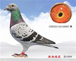 |887D(zhun)׌