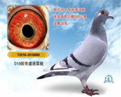 ղɭ019���¬�ٰ���