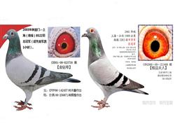 游ĸ