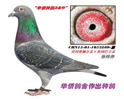 ������˹524