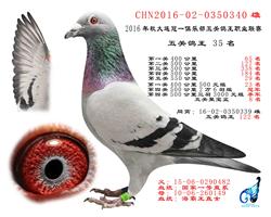 中国超悦鸽业 - 中信网铭鸽展厅 www.ag188.co