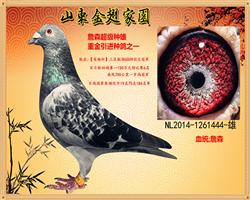 金翅詹森【NL14-1261444】