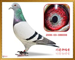 08BOBڶ500128