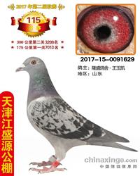 ��ʢԴ����115������