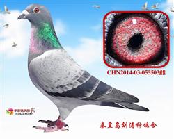 Ӣ503