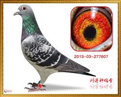 Ӣ607