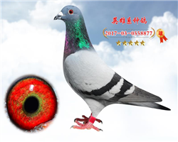 17걱ہ3308ȫ