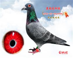 Ӣ988