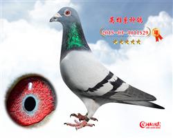 Ӣ529