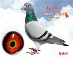 Ӣ520