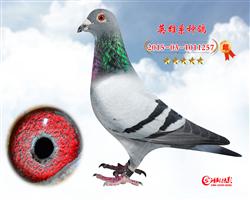 Ӣ257
