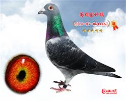 16BOBpP(gun)5