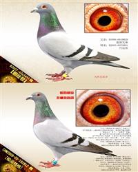 游ĸ
