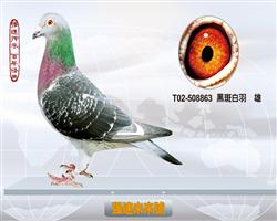 游/游