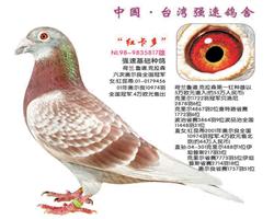 游/游