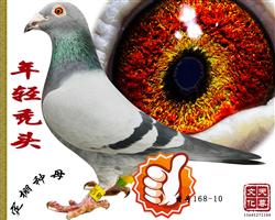 d^Ԋ(sh)  ̖(ho) 168-10