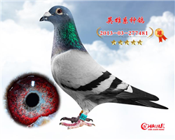 Ӣ481