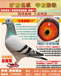 贵州贵林鸽业